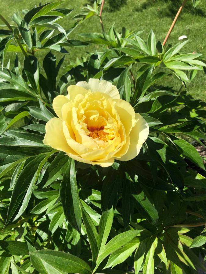 Hamptons Rose Garden Family! Hotell YYC Eksteriør bilde