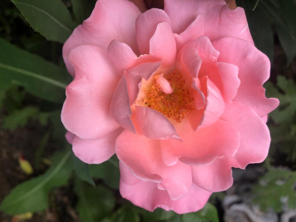 Hamptons Rose Garden Family! Hotell YYC Eksteriør bilde
